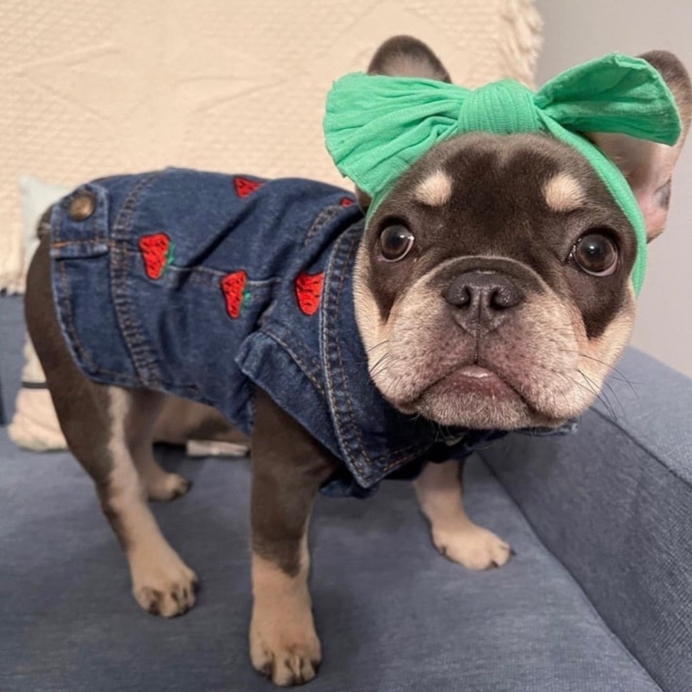 Doggyzstyle Strawberry Embroidered Denim dog coat Small (9-12 lbs)
